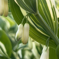 Polygonatum x hybridum 'Striatum'